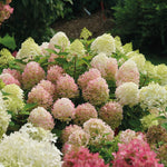 Hortensia paniculata "Fire Light Tiny Bit" / hydrangea paniculata "Fire Light Tiny Bit" / - Gradina Noastra
