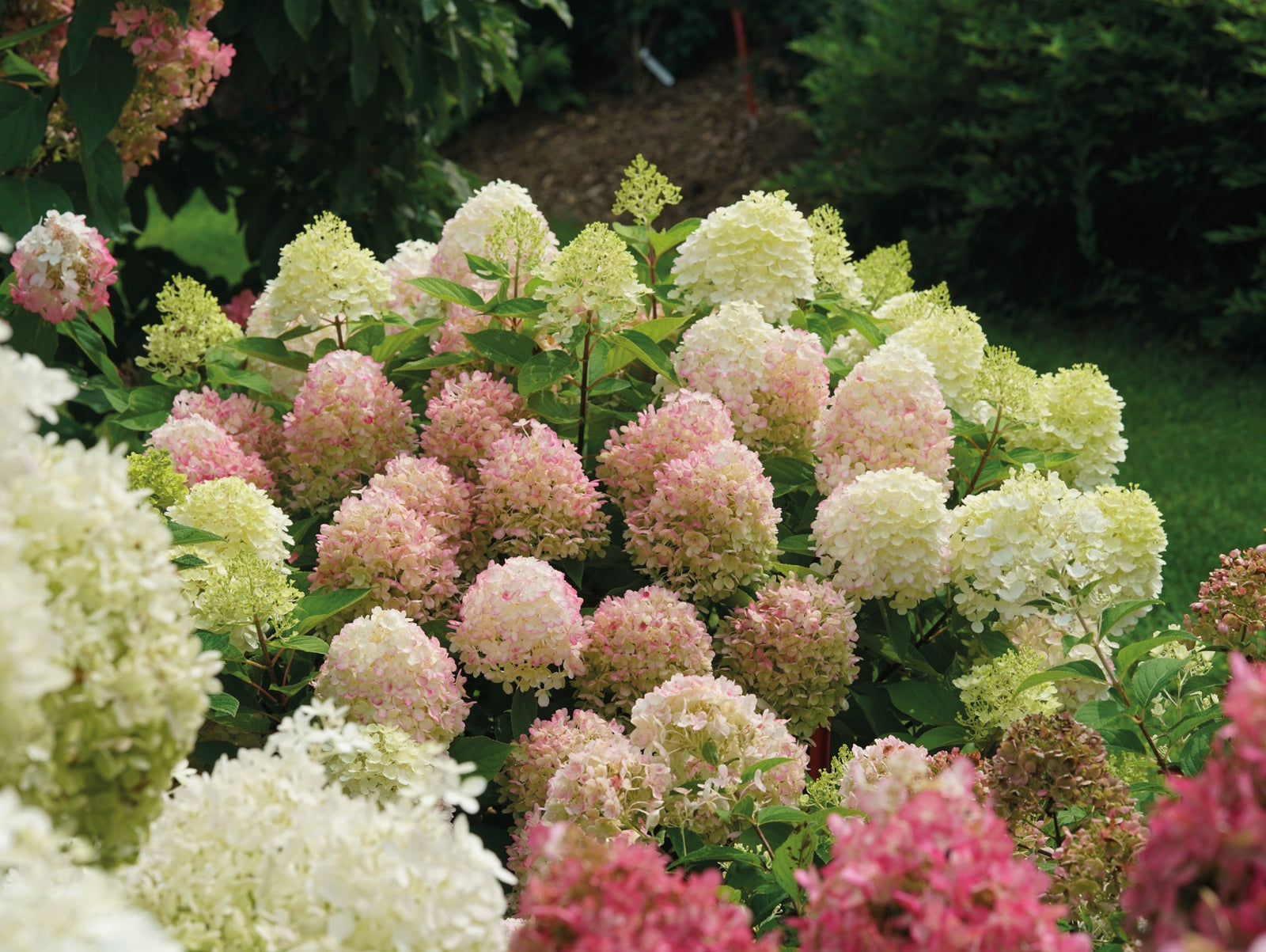 Hortensia paniculata "Fire Light Tiny Bit" / hydrangea paniculata "Fire Light Tiny Bit" / - Gradina Noastra