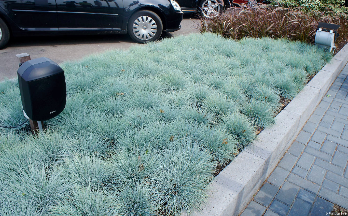 Iarbă Albastră "Intense Blue" /Festuca Glauca "Intense Blue"/ - Gradina Noastra