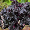 Heuchera "Black Beauty"  0.10 - 0.20 m