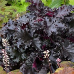 Heuchera "Black Beauty"  0.10 - 0.20 m