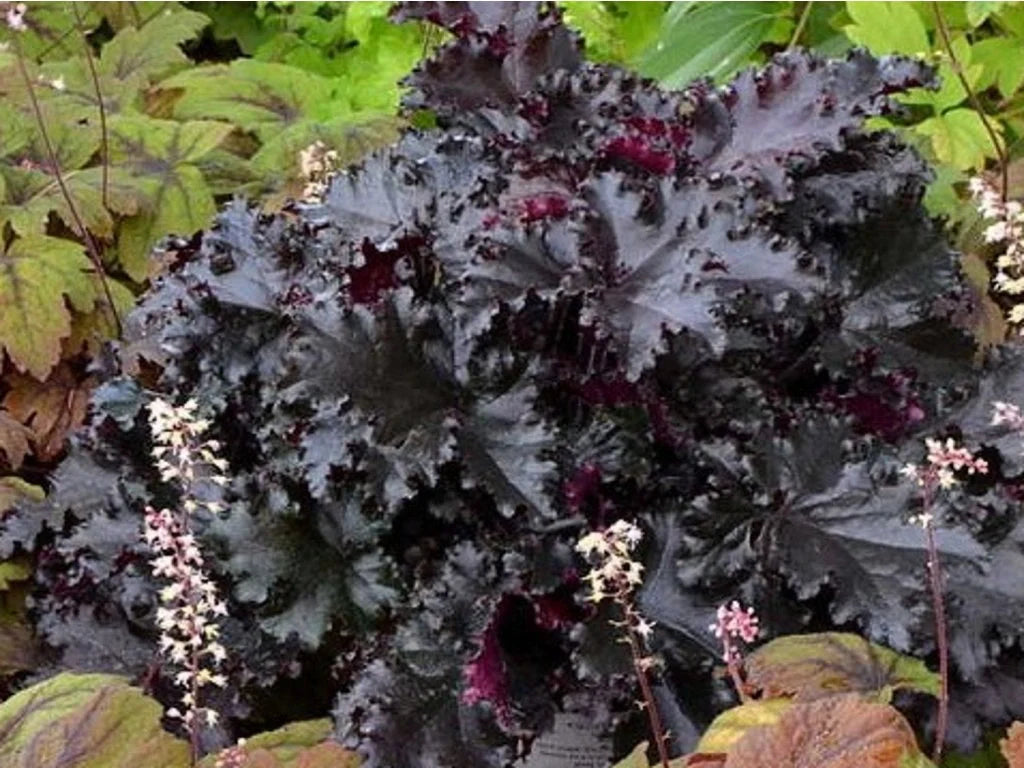Heuchera "Black Beauty"  0.10 - 0.20 m