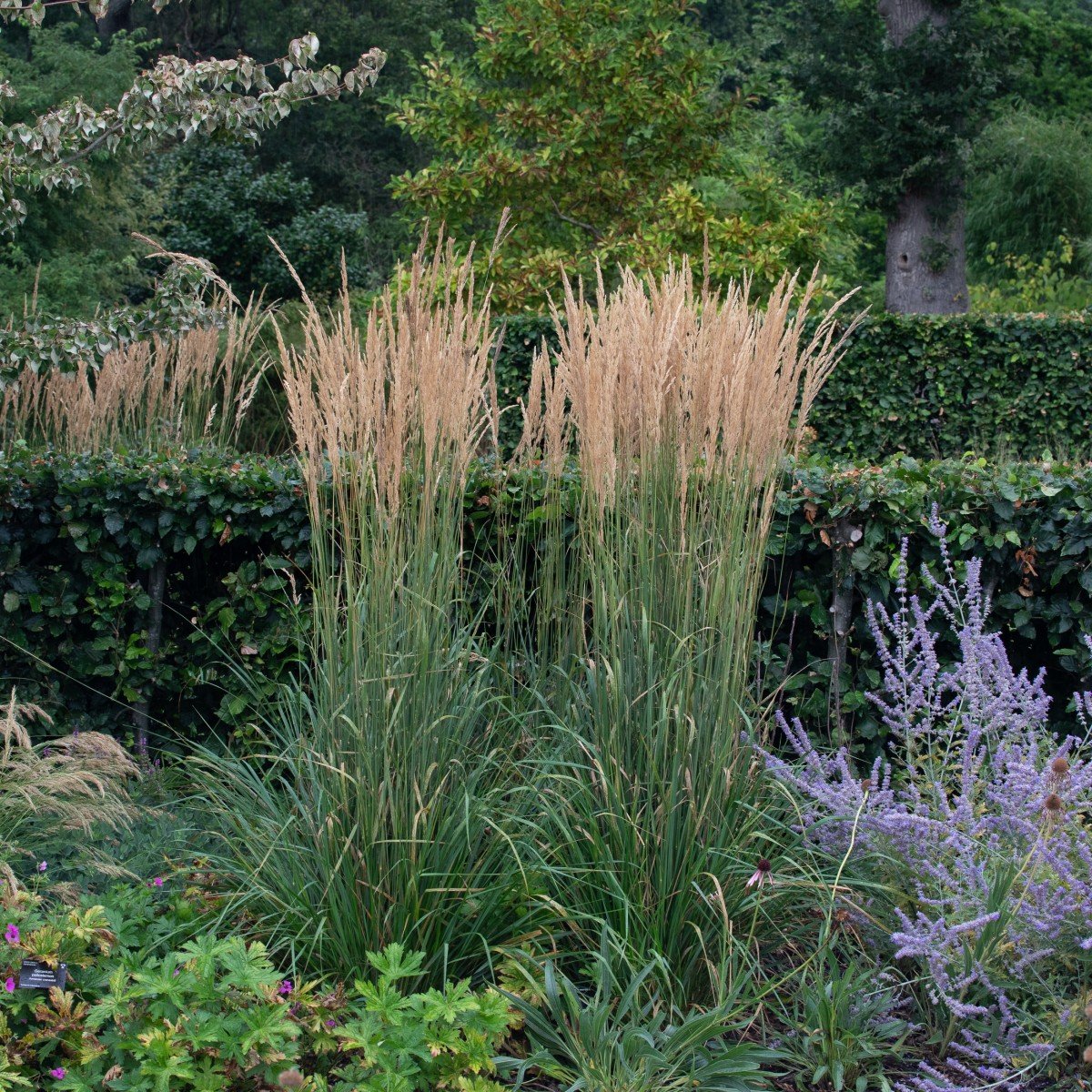Calamagrostis acutiflora "Karl Foerster" 0.20 - 0.30 m