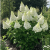 Hortensia paniculata "Phantom" înflorește cu flori mari, ideale pentru grădini și terase, aducând eleganță.