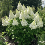 Hortensia paniculata "Phantom" înflorește cu flori mari, ideale pentru grădini și terase, aducând eleganță.