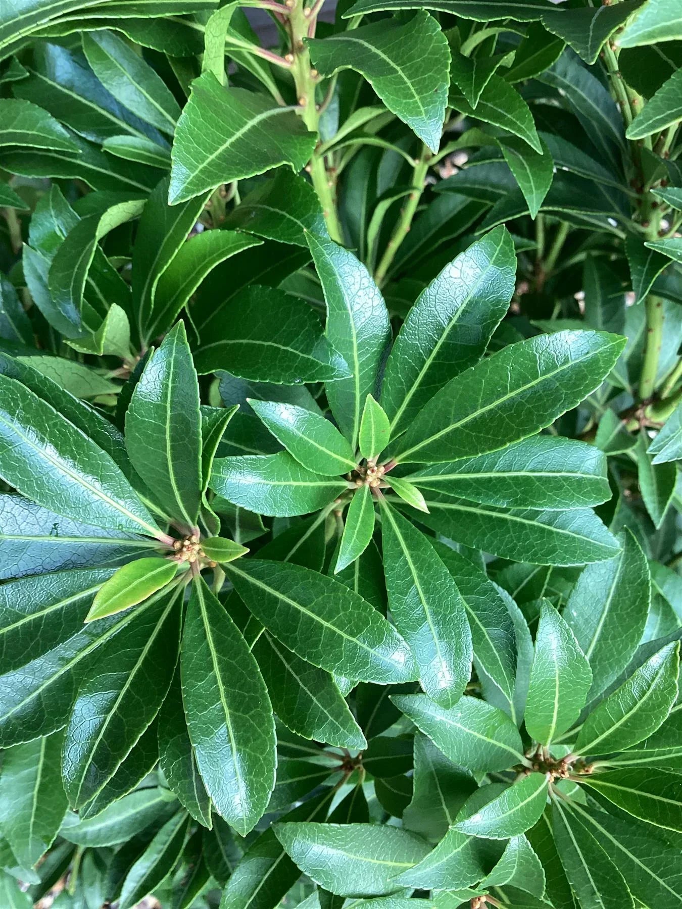 Andromeda japoneza mix / Pieris mix/ - Gradina Noastra