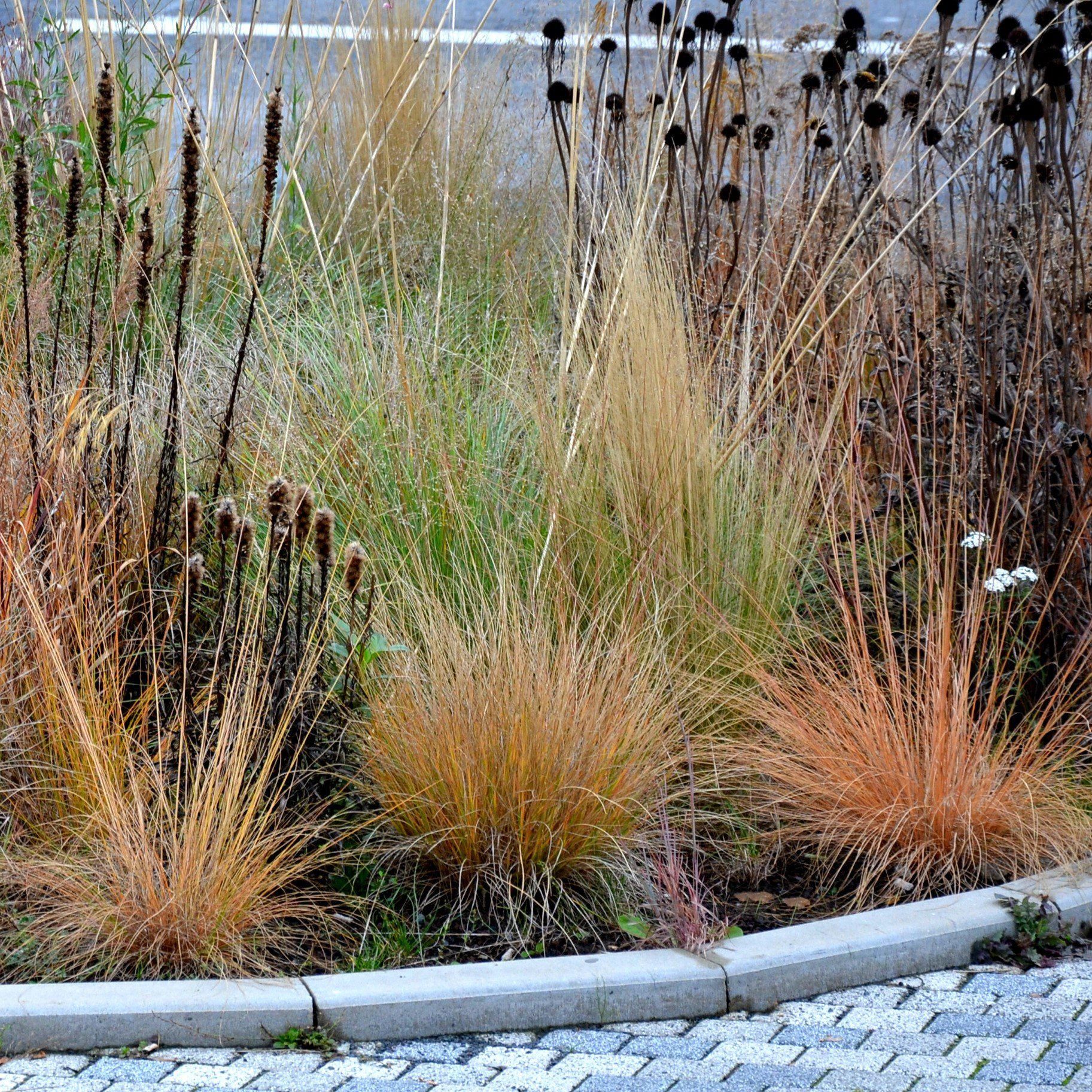 Pennisetum alopecuroides "JS Jommenik" 0.10 - 0.20 m