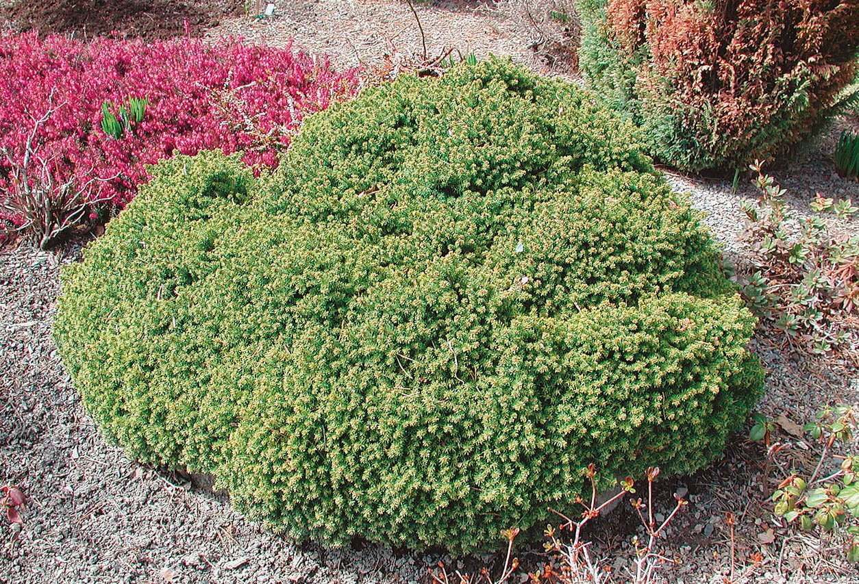 Molid canadian "Alberta Globe" 0.20 - 0.30 m / Picea glauca "Alberta Globe"/