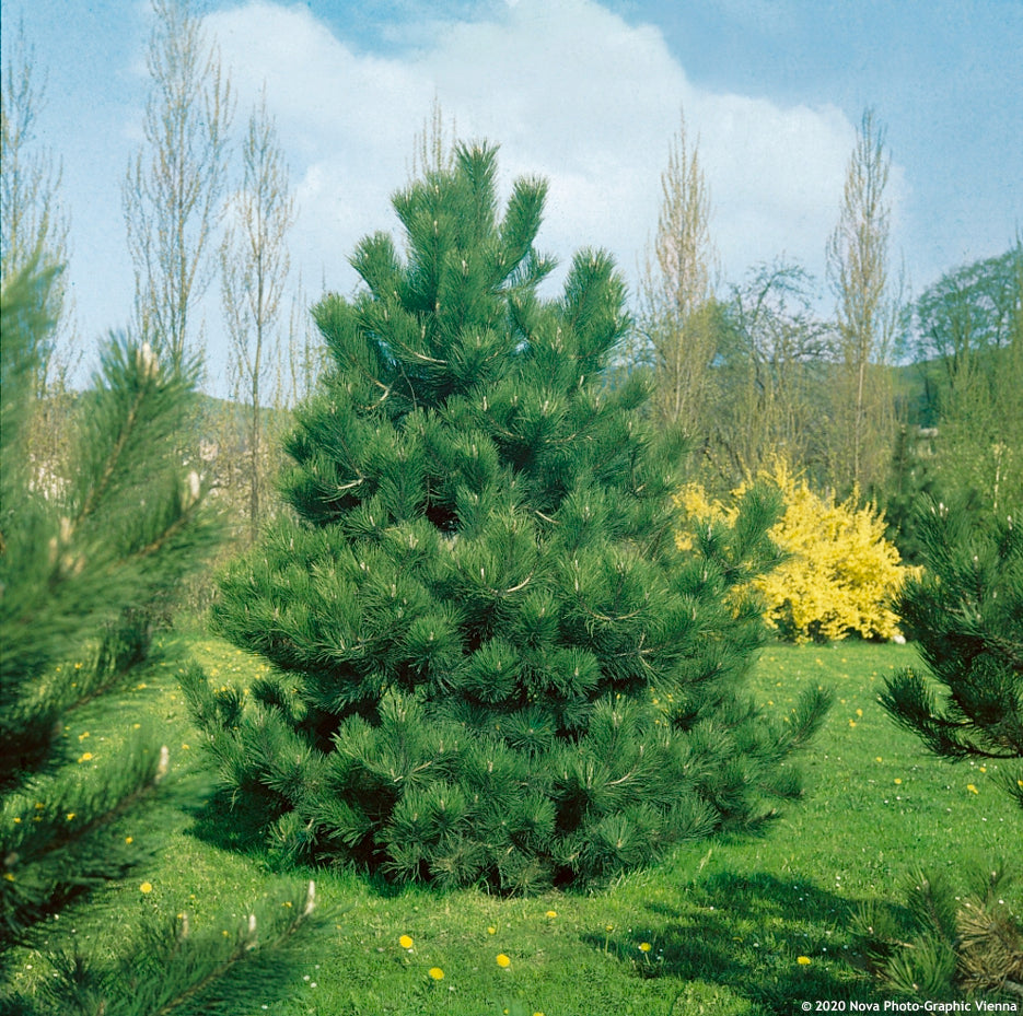 Pin negru "Robusta" 1.75 - 2.00 m / Pinus nigra "Robusta" /