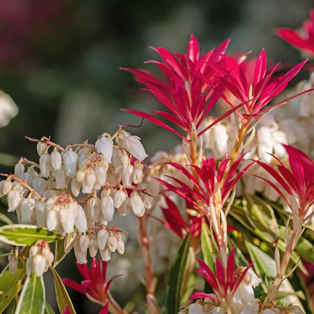 Andromeda japoneza "Flaming Silver" / Pieris "Flaming Silver"/ - Gradina Noastra