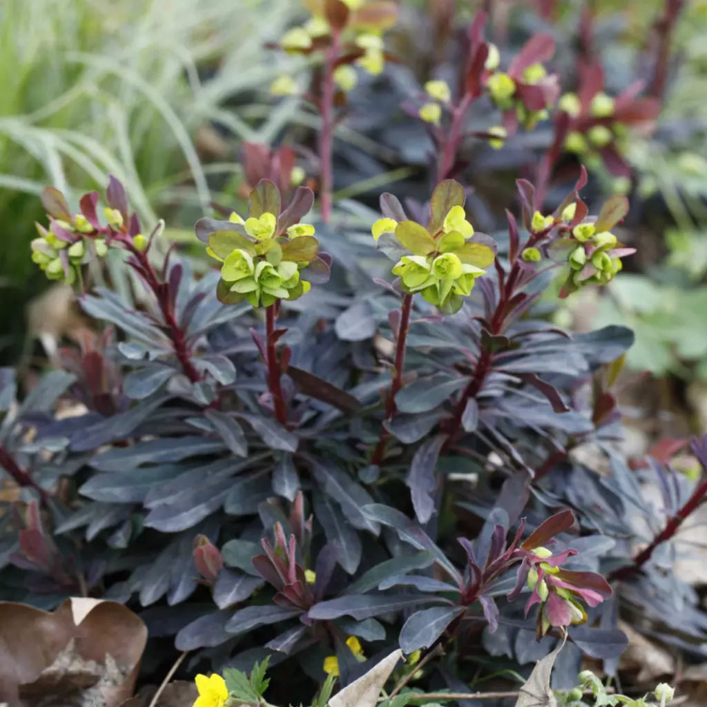 Euphorbia amygdaloides "Purpurea"