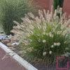 Pennisetum alopecuroides "Compressum" 0.10 - 0.20 m