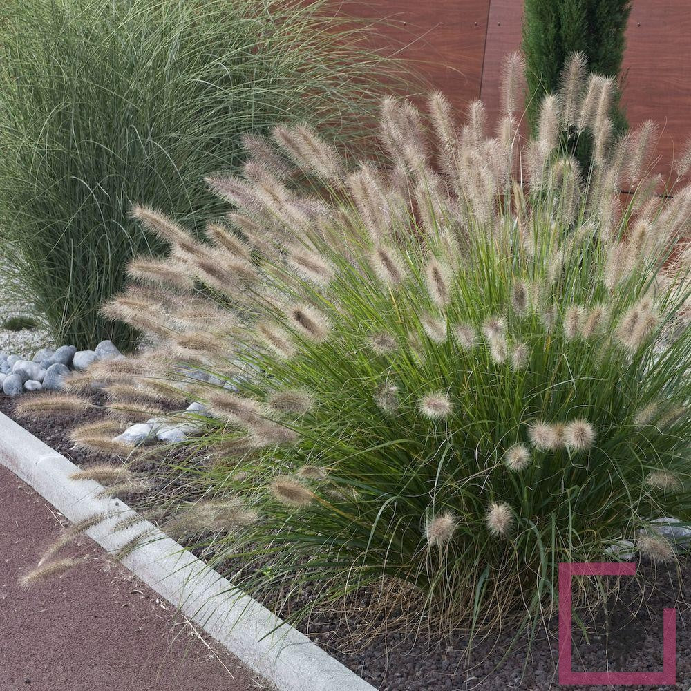 Pennisetum alopecuroides "Compressum" 0.10 - 0.20 m