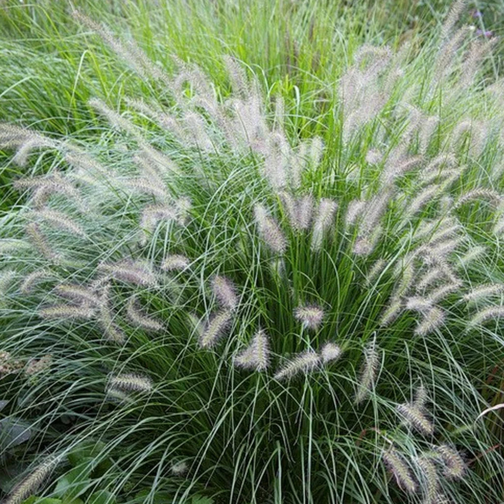 Pennisetum alopecuroides "Hameln"