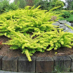 Berberis "Aurea" galben 0.20 m / Berberis thunbergii "Aurea"/ gradina-noastra