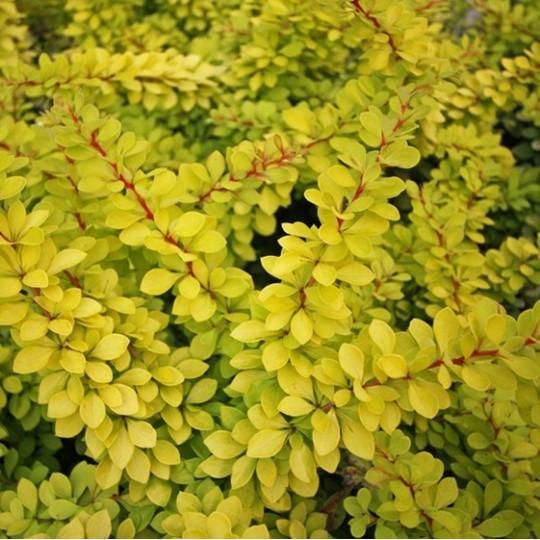 Berberis "Aurea" galben 0.20 m / Berberis thunbergii "Aurea"/ gradina-noastra