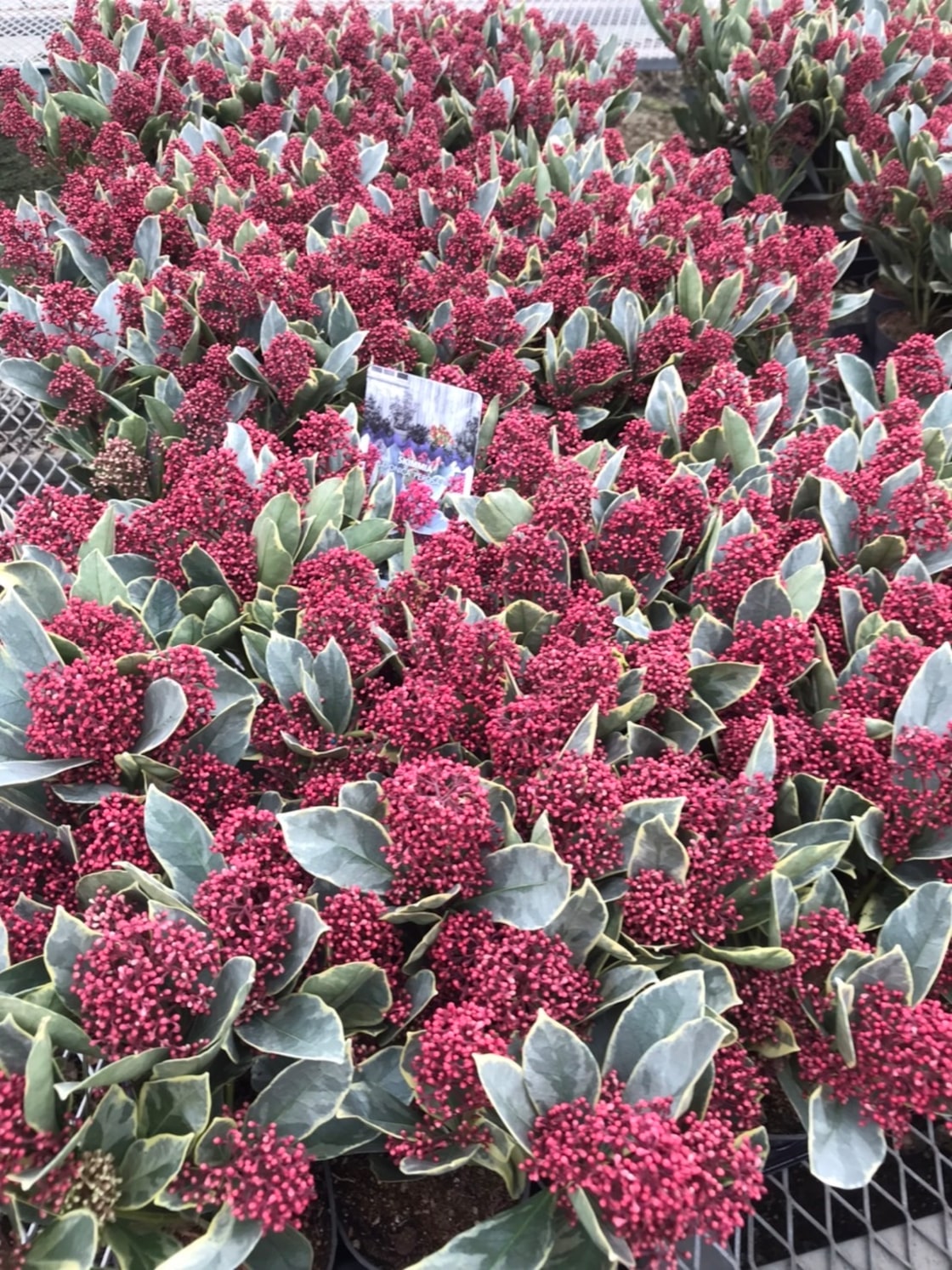 Liliac japonez "Perosa" / Skimmia japonica "Perosa"/ - Gradina Noastra