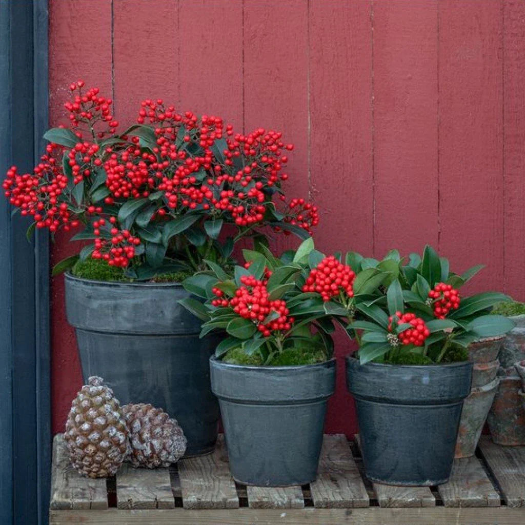 Liliac japonez "Temptation" 0.40 - 0.50 m / Skimmia japonica 'Temptation'/ by gradina-noastra