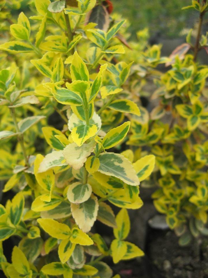 Salba aurie „Emerald Gold” / Euonymus fortunei "Emerald Gold"/ - Gradina Noastra
