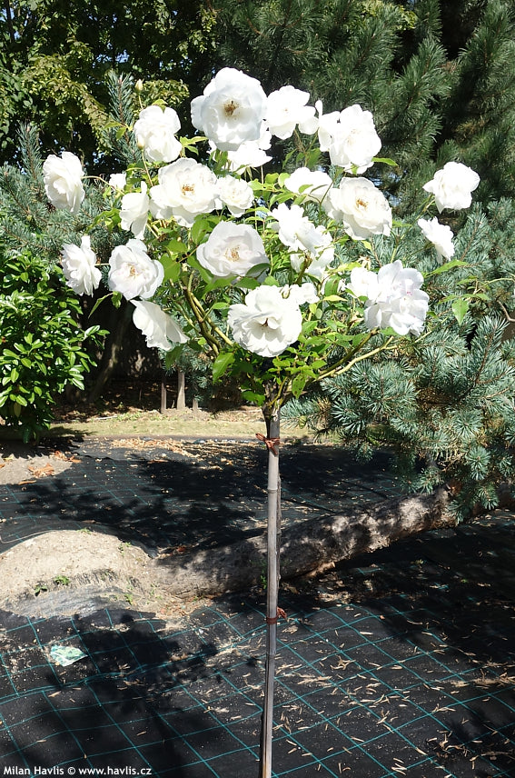 Trandafir pe picior "Schneewittchen" 1.20 - 1.30 m (Rosa "Schneewittchen")