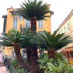 Palmier Sago 1.00 - 1.20 m / Cycas revoluta/