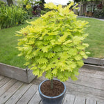 Artar japonez "Aureum" / Acer shirasawanum "Aureum" / - Gradina Noastra