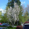 Cires japonez "Amanogawa" 2.00 - 2.50 m / Prunus serrulata "Amanogawa" /