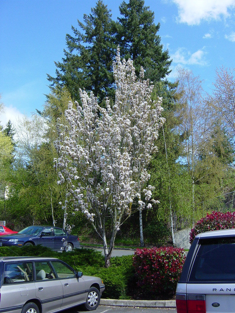 Cires japonez "Amanogawa" 2.00 - 2.50 m / Prunus serrulata "Amanogawa" /