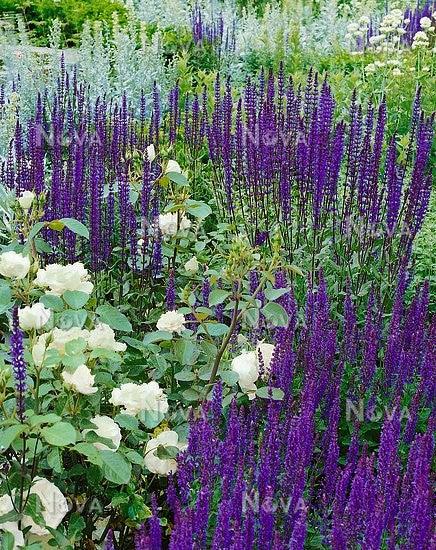 Salvia nemorosa "Caradonna" Gradina Noastra
