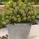 Liliac japonez "White Dwarf" 0.40 - 0.50 m / Skimmia japonica "White Dwarf"/