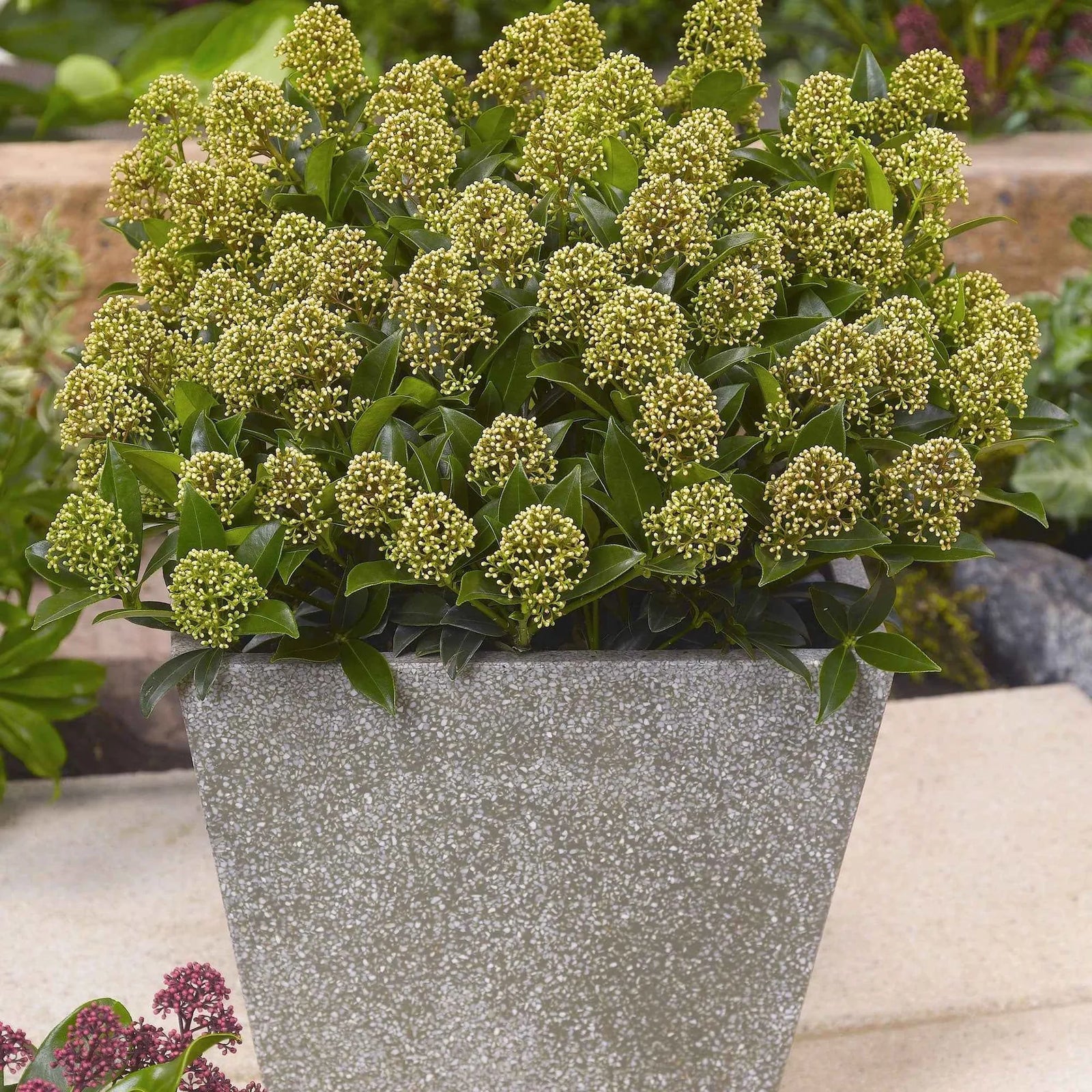 Liliac japonez "White Dwarf" 0.40 - 0.50 m / Skimmia japonica "White Dwarf"/