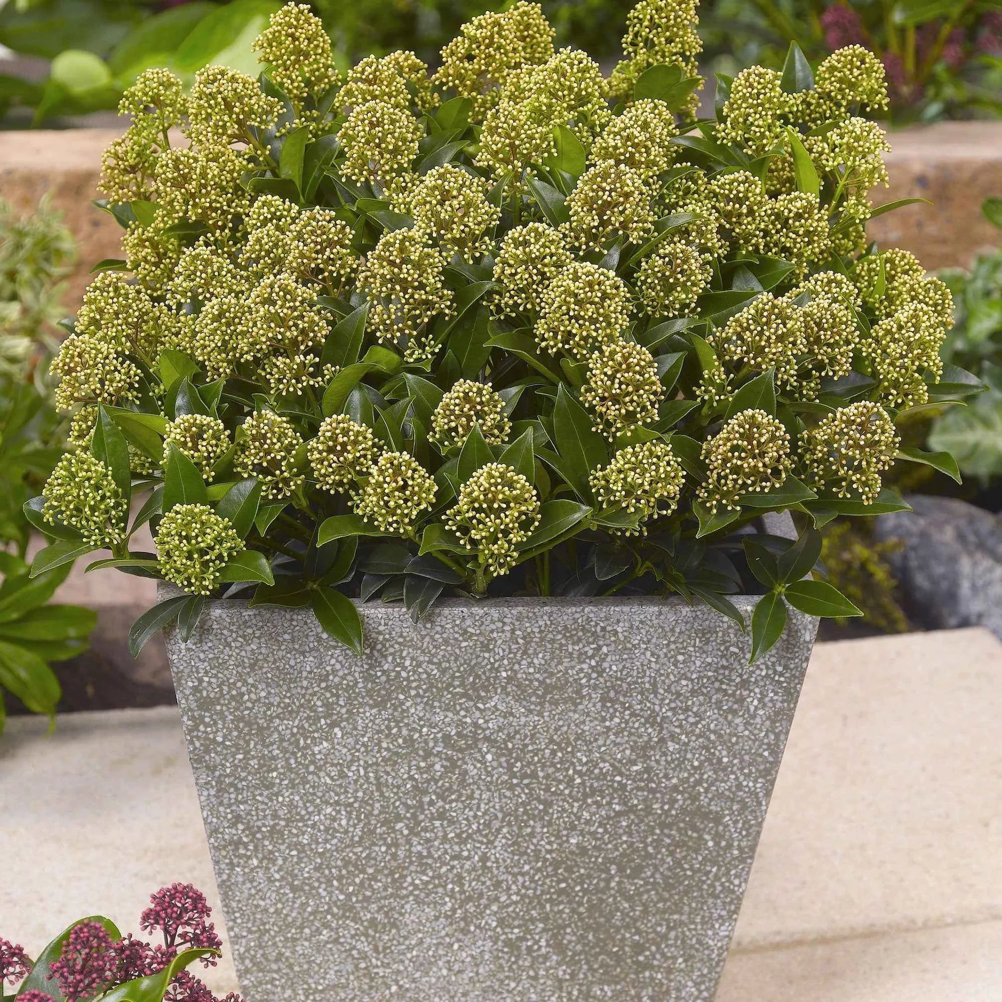 Liliac japonez "White Dwarf" 0.40 - 0.50 m / Skimmia japonica "White Dwarf"/