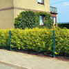 Lemn câinesc auriu 0.40 - 1.00 m / Ligustrum Ovalifolium Aureum / gradina-noastra