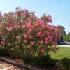 Leandru tufa diferite culori / Nerium oleander/