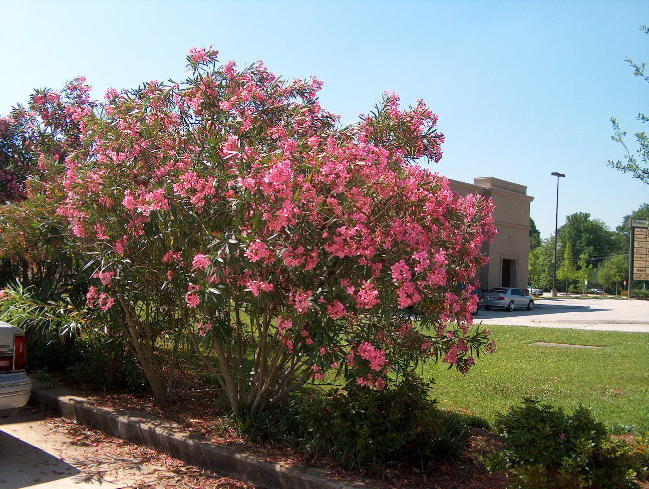 Leandru tufa diferite culori / Nerium oleander/