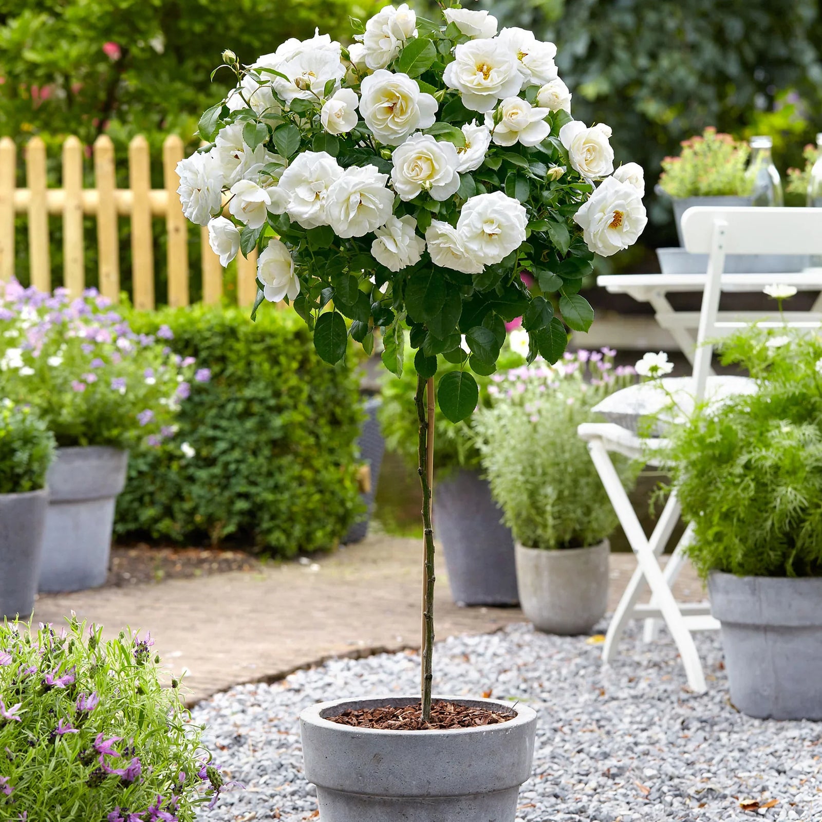Trandafir pe picior "Kristal" 1.20 - 1.30 m (Rosa "Kristal")