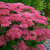Iarba grasa "Carl" 0.10 - 0.20 m / Sedum spectabile "Carl"/