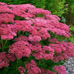 Iarba grasa "Carl" 0.10 - 0.20 m / Sedum spectabile "Carl"/