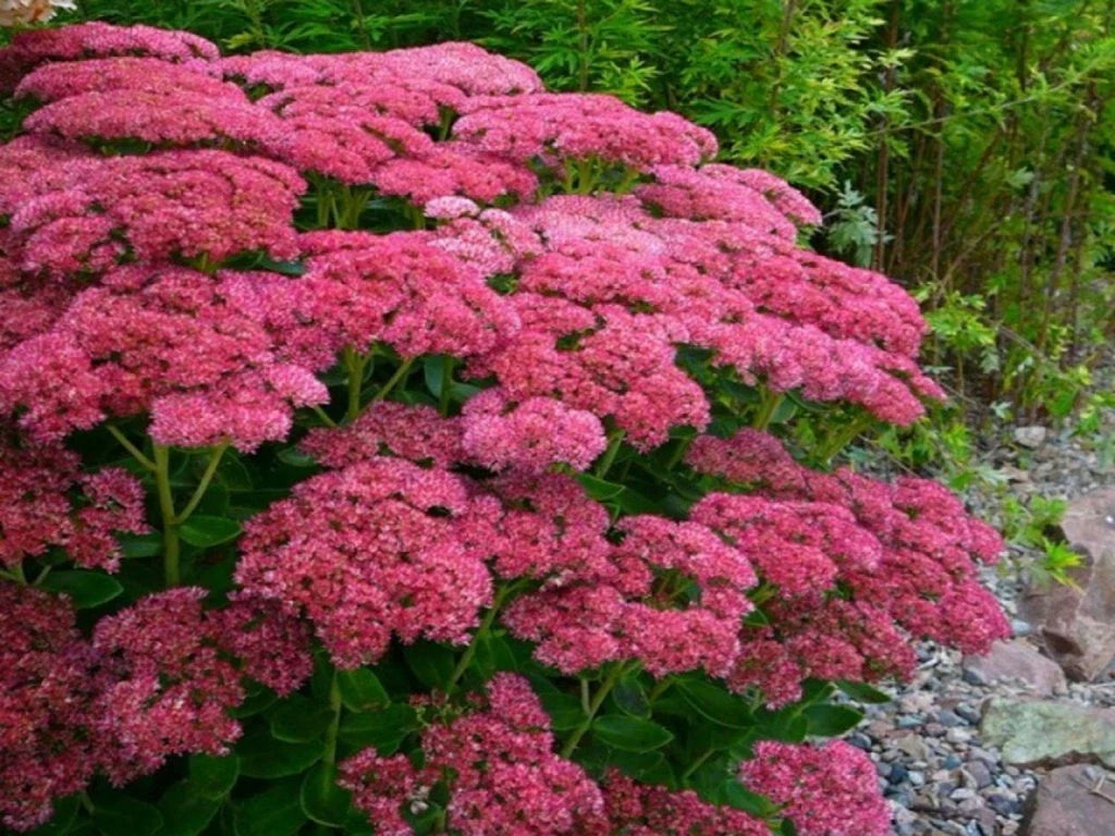 Iarba grasa "Carl" 0.10 - 0.20 m / Sedum spectabile "Carl"/