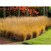 Molinia caerulea "Poul Petersen"
