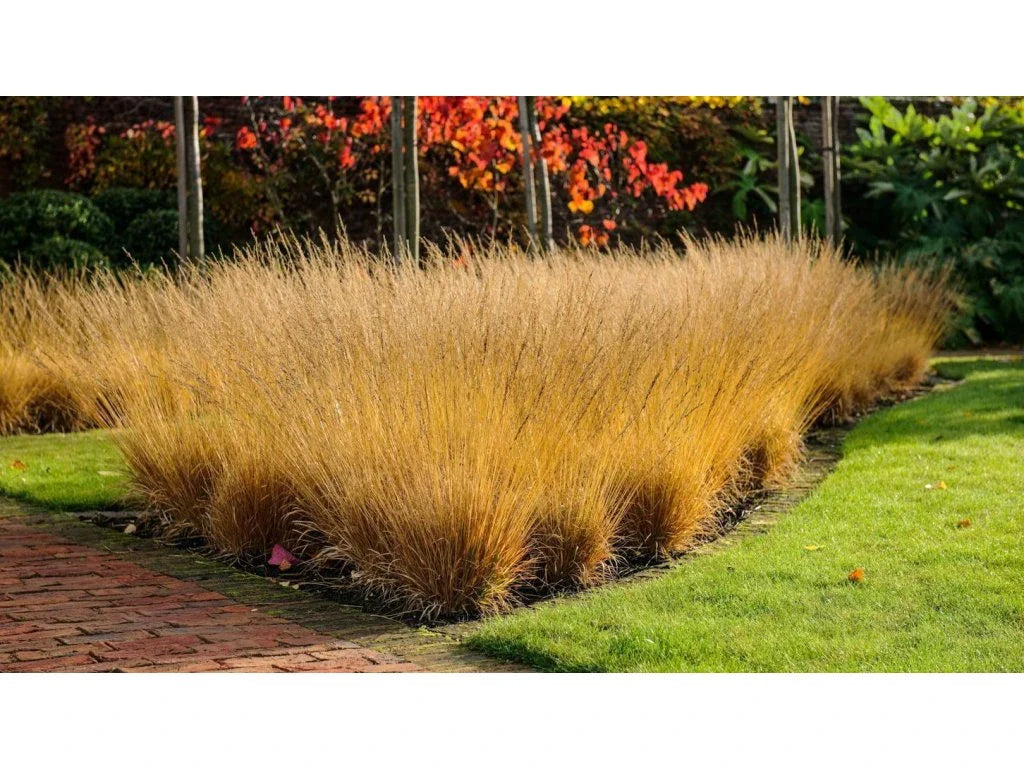 Molinia caerulea "Poul Petersen"