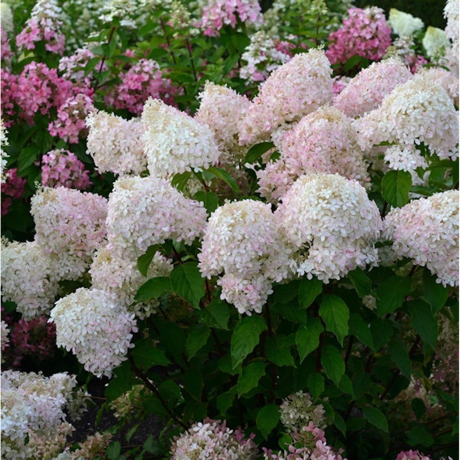 Hortensia paniculata "Pinkachu" / Hydrangea paniculata "Pinkachu" / by gradina-noastra