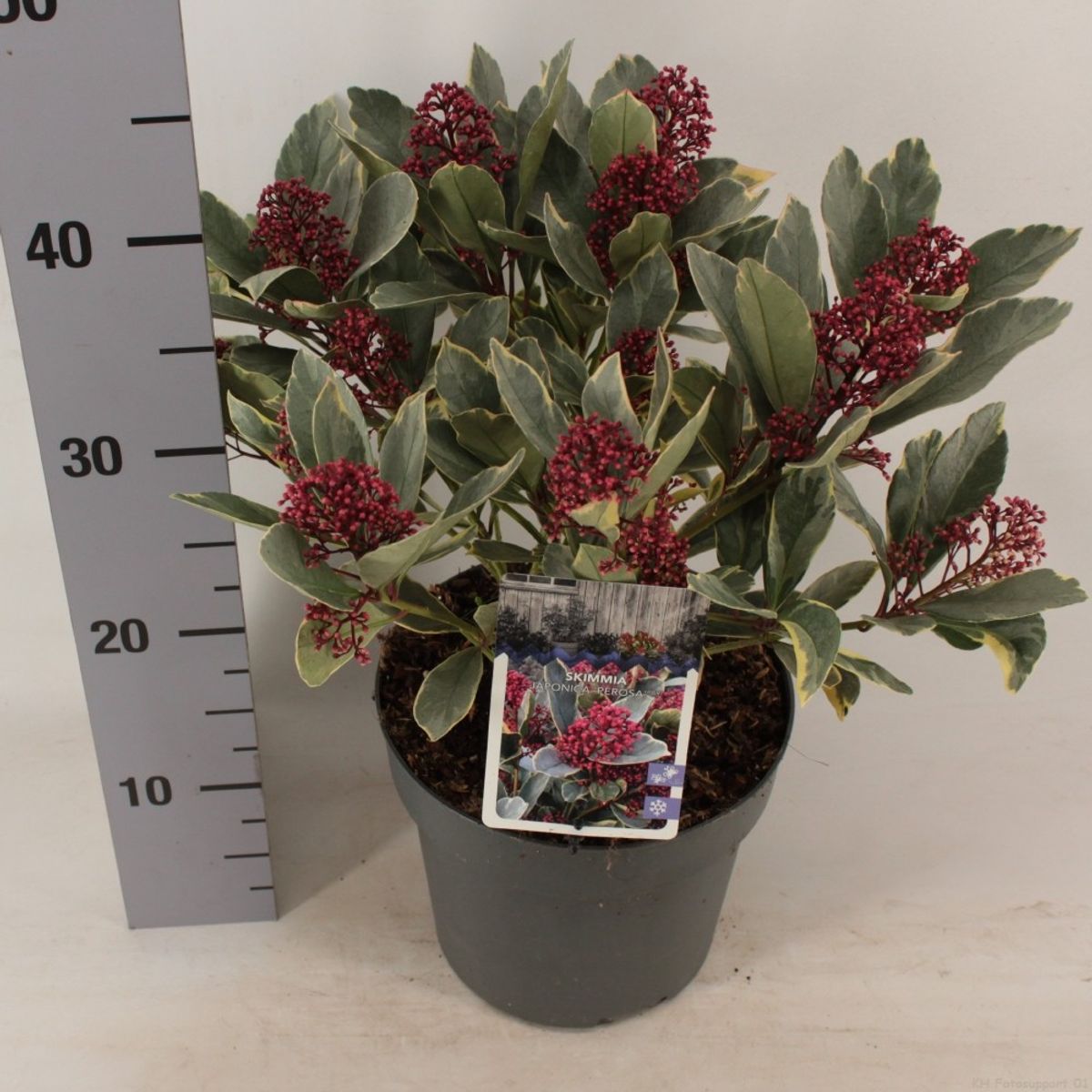 Liliac japonez "Perosa" / Skimmia japonica "Perosa"/ - Gradina Noastra