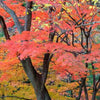 Artar japonez 1.75 - 2.00 m / Acer palmatum /