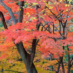 Artar japonez 1.75 - 2.00 m / Acer palmatum /
