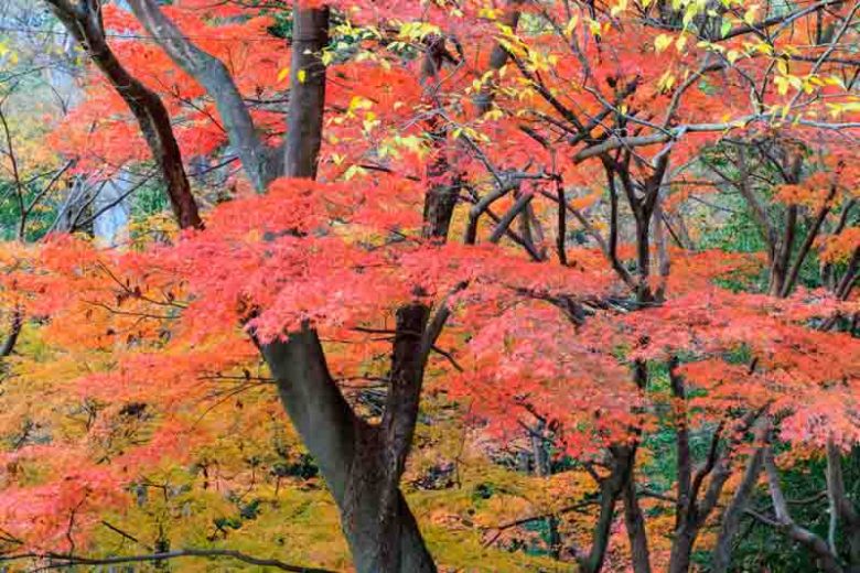 Artar japonez 1.75 - 2.00 m / Acer palmatum /