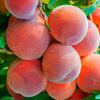 Piersic „Dixired” 1.80 - 2.30 m / Prunus persica „Dixired” /