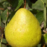 Par „William’s” 1.80 - 2.30 m / Pyrus communis „William’s”  /
