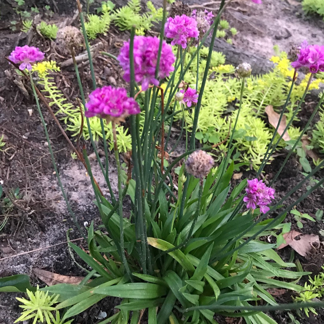 Armeria pseud. 'Ballerina Purple Rose'