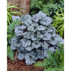 Heuchera "Glitter"  0.10 - 0.20 m